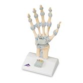 Ligaments and Carpal Tunnel on Hand Skeleton Model