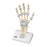 Ligaments and Carpal Tunnel on Hand Skeleton Model