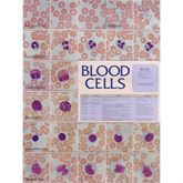 Blood Cell Laminated Chart Blood Cell Laminated Chart - 18.5"W x 23.5"H