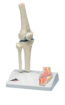 Mini Knee Joint with Cross Section of Bone on Base