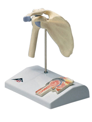 Mini Shoulder Joint with Cross Section of Bone on Base