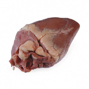 Nasco Preserved Sheep Hearts - Sheep Heart - LS01155M
