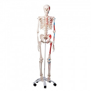 Nasco Advanced Skeleton with Muscles - Advanced Skeleton with Muscles ...