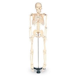 Nasco Mr. Thrifty 33-1/2" Skeleton - SKELETON, MODEL, 33 1/2'' TALL , ECON, W/S - SB22564U