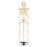 Nasco Mr. Thrifty 33-1/2" Skeleton - SKELETON, MODEL, 33 1/2'' TALL , ECON, W/S - SB22564U
