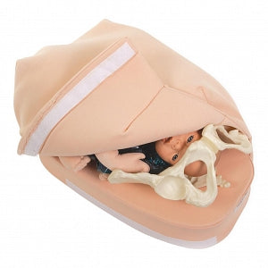 Health Edco Abdominal Palpation Training Model - Abdominal Palpation Training Model - 79820