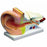 Nasco Ear Model - Ear Model - SB25213M