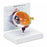 Nasco Oversized Eye Educational Training Model - Oversized Eye Educational Training Model, 5" x 3" x 4" - SB27236G