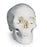 Nasco Classic Skull (3-Part) - Classic Skull Model - SB33945U