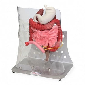 VATA Otto Ostomy Advanced Model - Otto Ostomy Advanced Complete Model - 0310