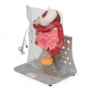 VATA Otto Ostomy Advanced Model - Otto Ostomy Advanced Complete Model - 0310