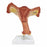 Nasco Female Internal Reproductive Organ Model - Female Internal Reproductive Organ Model - B10464