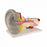 Pocket Nurse Ear Models - MODEL, EAR - 10-81-3222