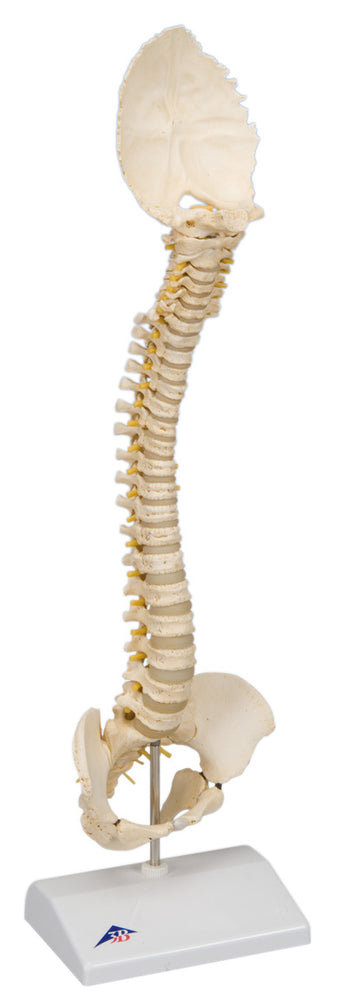 Pediatric Spine (BONElike)