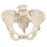 Pelvic Skeleton, Female, with Movable Femur Heads