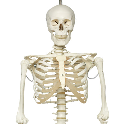 Phil the Physiological Skeleton on Hanging Roller Stand