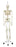 Phil the Physiological Skeleton on Hanging Roller Stand
