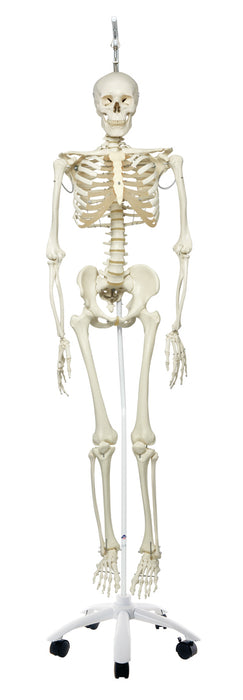 Phil the Physiological Skeleton on Hanging Roller Stand