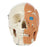 Rudiger Anatomie 4-Part Human Skull with Facial Musculature