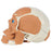 Rudiger Anatomie 4-Part Human Skull with Facial Musculature