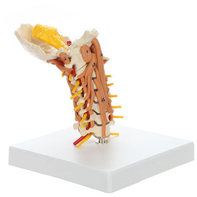 Rudiger Anatomie Cervical Spine with Muscles