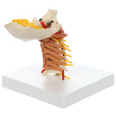 Rudiger Anatomie Cervical Spine with Muscles