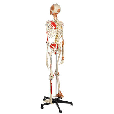 Rudiger Anatomie Deluxe Super Skeleton with Musculature and Ligaments