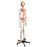 Rudiger Anatomie Deluxe Super Skeleton with Musculature and Ligaments
