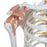 Rudiger Anatomie Deluxe Super Skeleton with Musculature and Ligaments