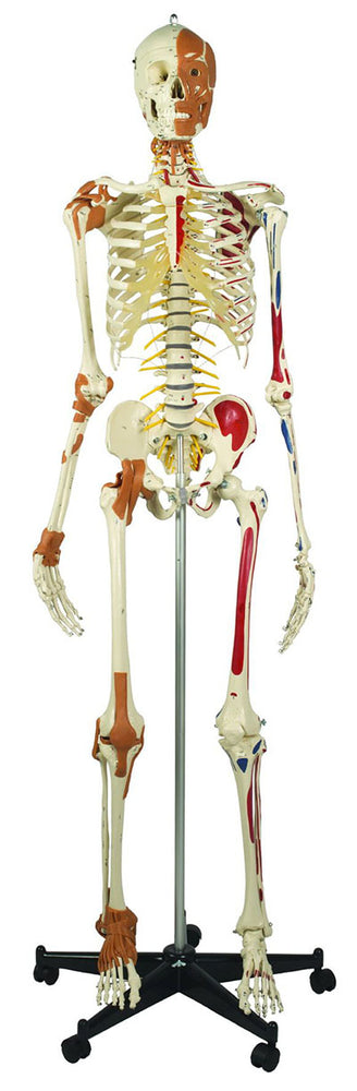 Rudiger Anatomie Deluxe Super Skeleton with Musculature and Ligaments