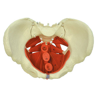 Rudiger Anatomie Female Pelvis with Pelvic Floor Muscles