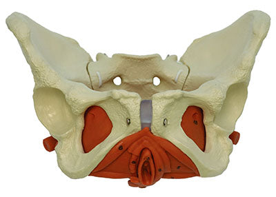 Rudiger Anatomie Female Pelvis with Pelvic Floor Muscles