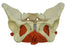 Rudiger Anatomie Female Pelvis with Pelvic Floor Muscles