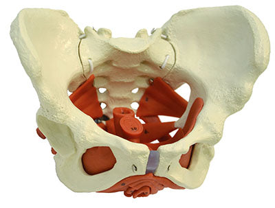 Rudiger Anatomie Female Pelvis with Pelvic Floor Muscles