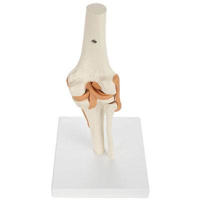 Rudiger Anatomie Functional Knee Joint with Ligaments