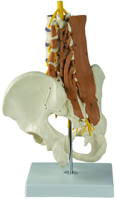 Rudiger Anatomie Pelvic Model with Lumbar Spine Muscles