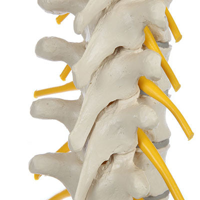 Rudiger Anatomie Physiological Spine with Special Flexible Metal Tube