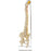 Rudiger Anatomie Physiological Spine with Special Flexible Metal Tube