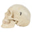 Rudiger Anatomie Structured 4-Part Human Skull