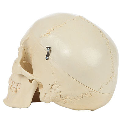 Rudiger Anatomie Structured 4-Part Human Skull