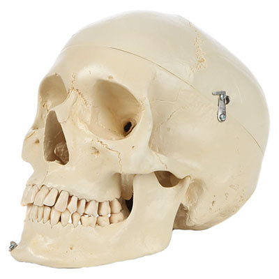 Rudiger Anatomie Structured 4-Part Human Skull