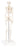 Sectional Knee Joint Model, 3 Part