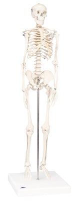 Shorty the Mini Skeleton on Mounted Base