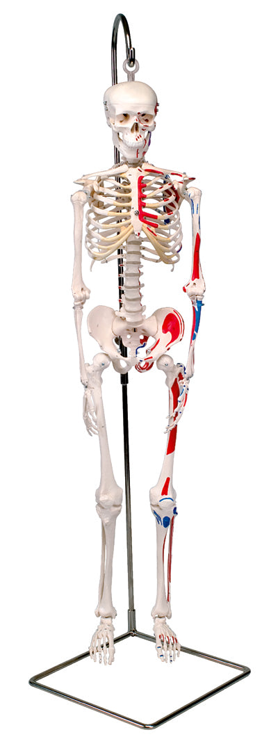 FEI Anatomical Model - Mini Skeleton with Muscles on Hanging Stand ...