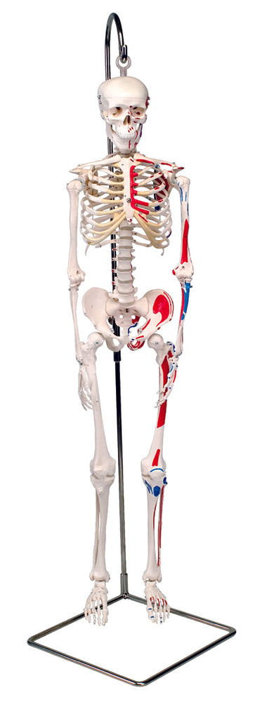 Shorty the Mini Skeleton with Muscles on Hanging Stand