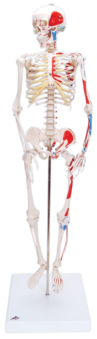 Shorty the Mini Skeleton with Muscles on Mounted Base