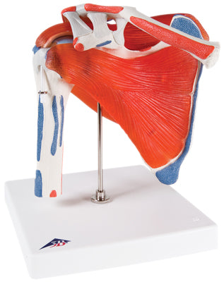 Shoulder Joint with Rotator Cuff
