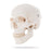 Skull Skeleton Models Classic Skull Model - 3-part