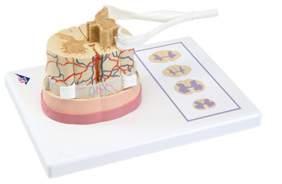 Spinal Cord with Nerve Branches