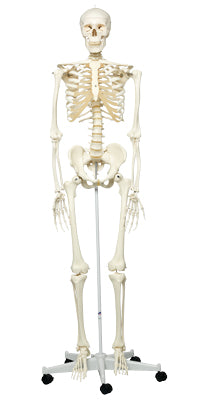 Stan the classic skeleton on roller stand